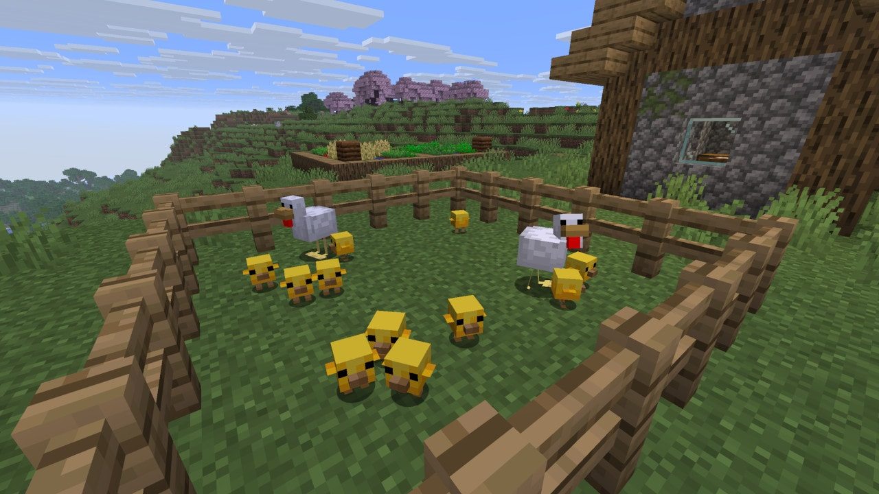 Chickens and chicks in a fenced farm pen